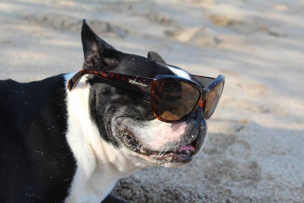 Descubre la Vida Bomber 27 Boston Terrier en blanco y negro con gafas de sol polarizadas Bomber