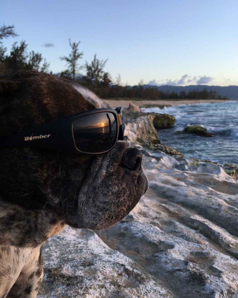 Descubre la Vida Bomber 6 Boston Terrier en blanco y negro con gafas de sol polarizadas Bomber a la playa